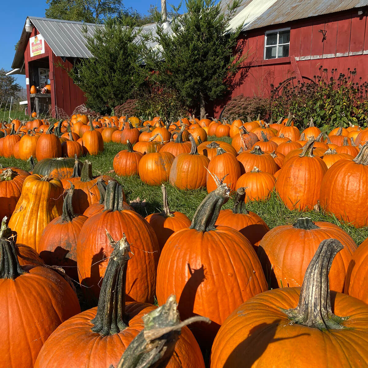 Alliance Agri-Turf pumpkin patch