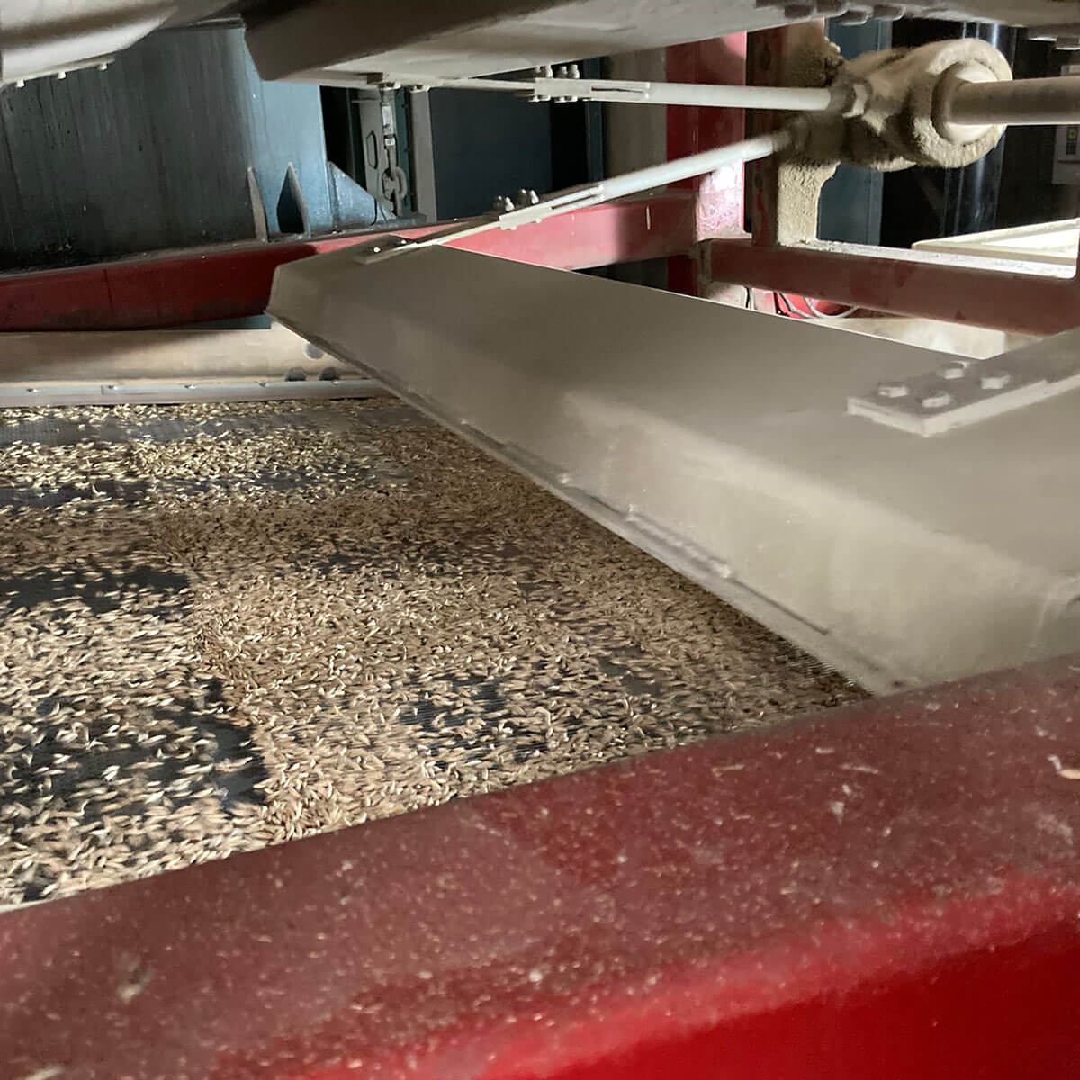 Ivy seed processing