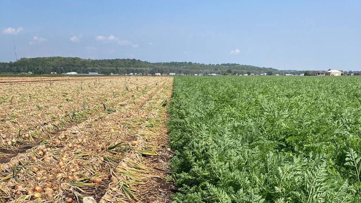 Alliance Agri-Turf ph Soil Amendments photo of crop