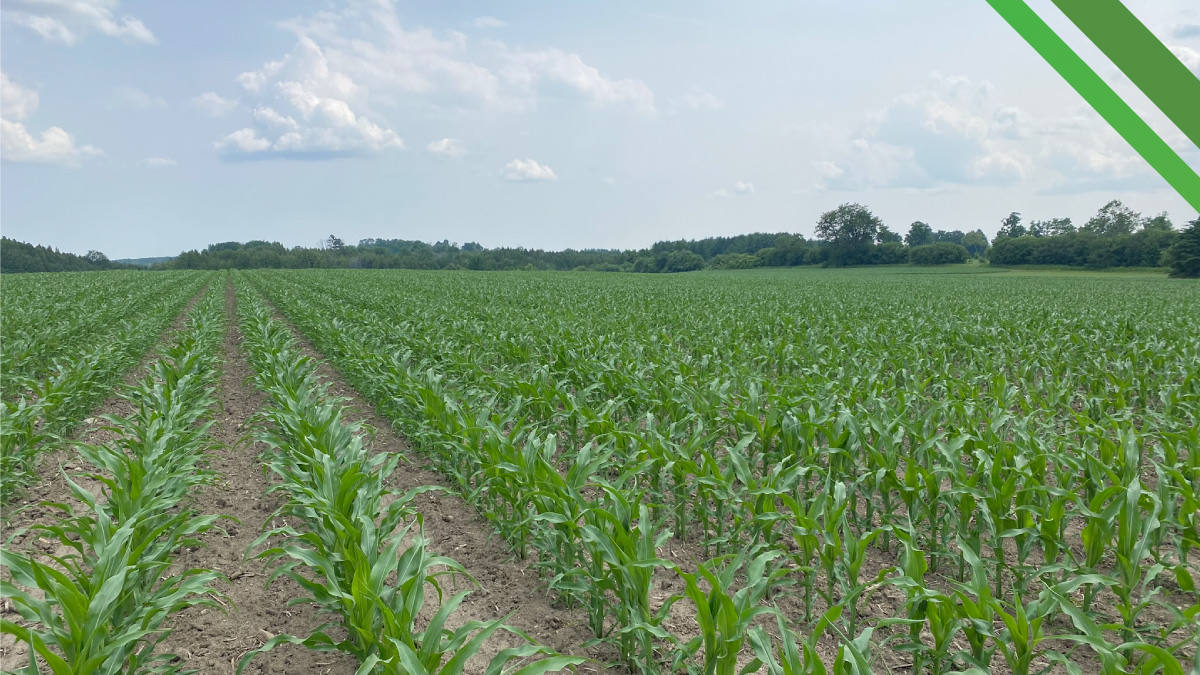 Alliance Agri-Turf seed options photo of crop 