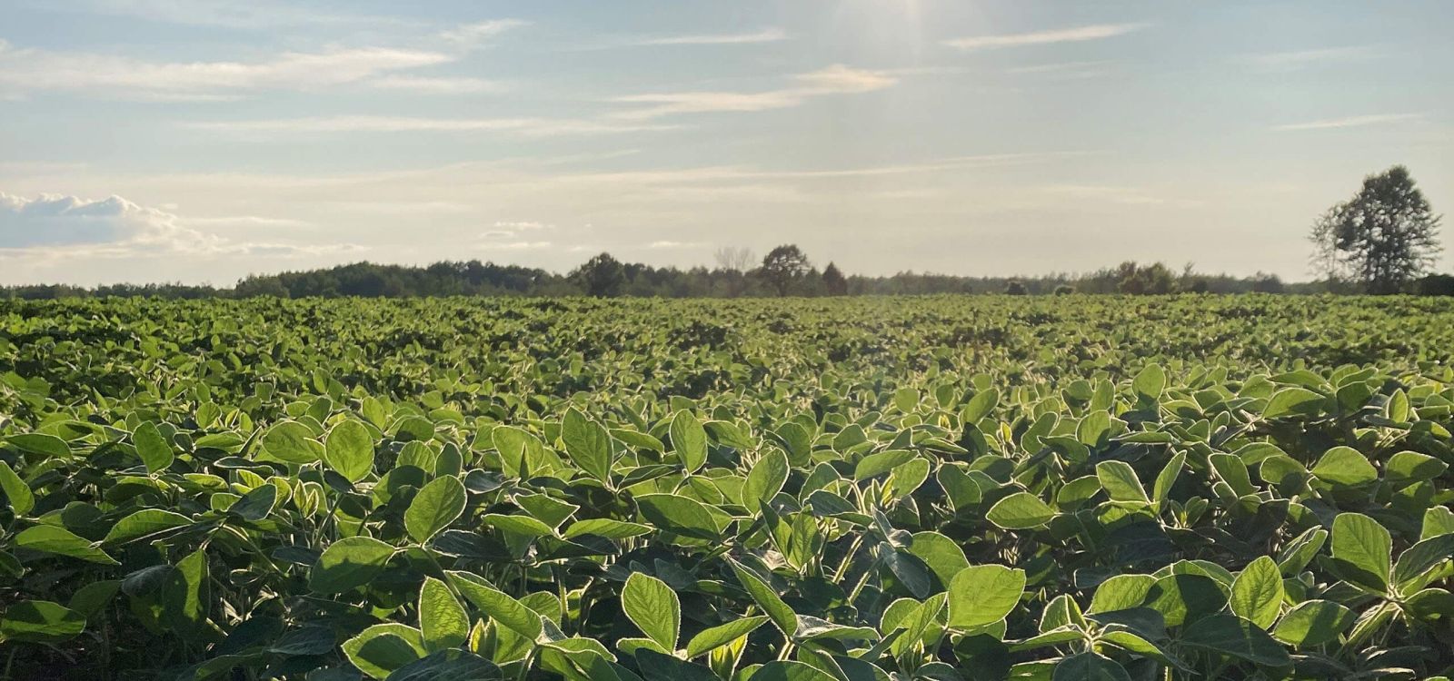 Alliance Agri-Turf Resources photo of crop and sunset