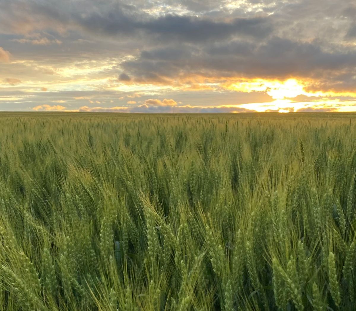 Alliance Agri-Turf Agricultural News photo of crop and sunset