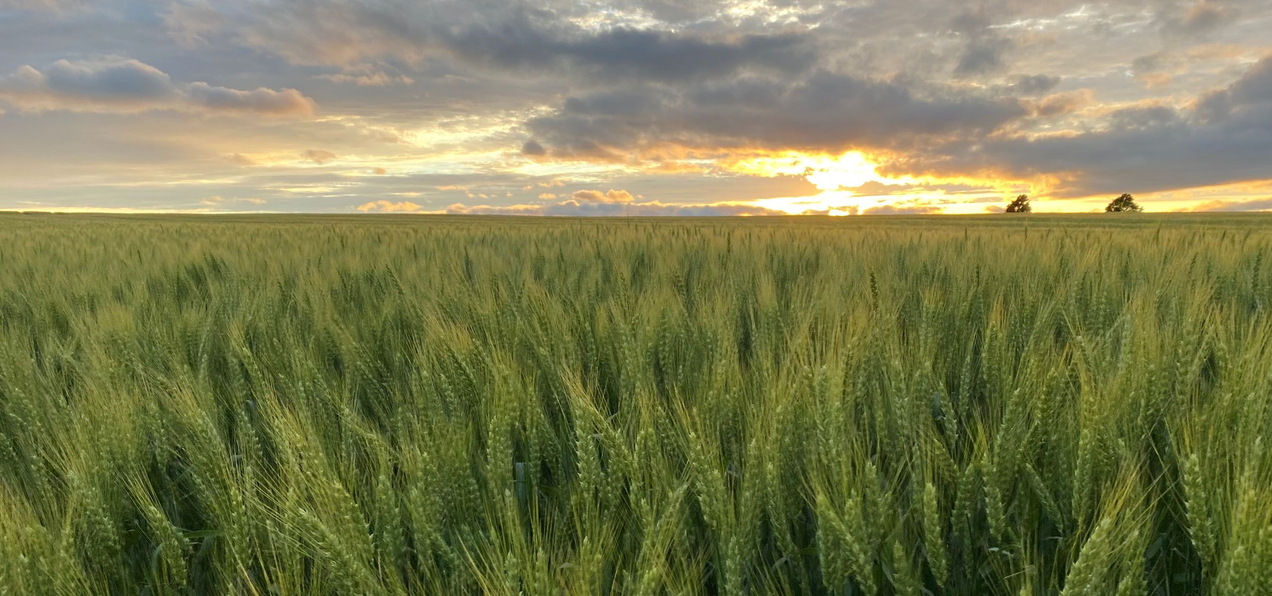 Alliance Agri-Turf Agricultural News photo of crop and sunset