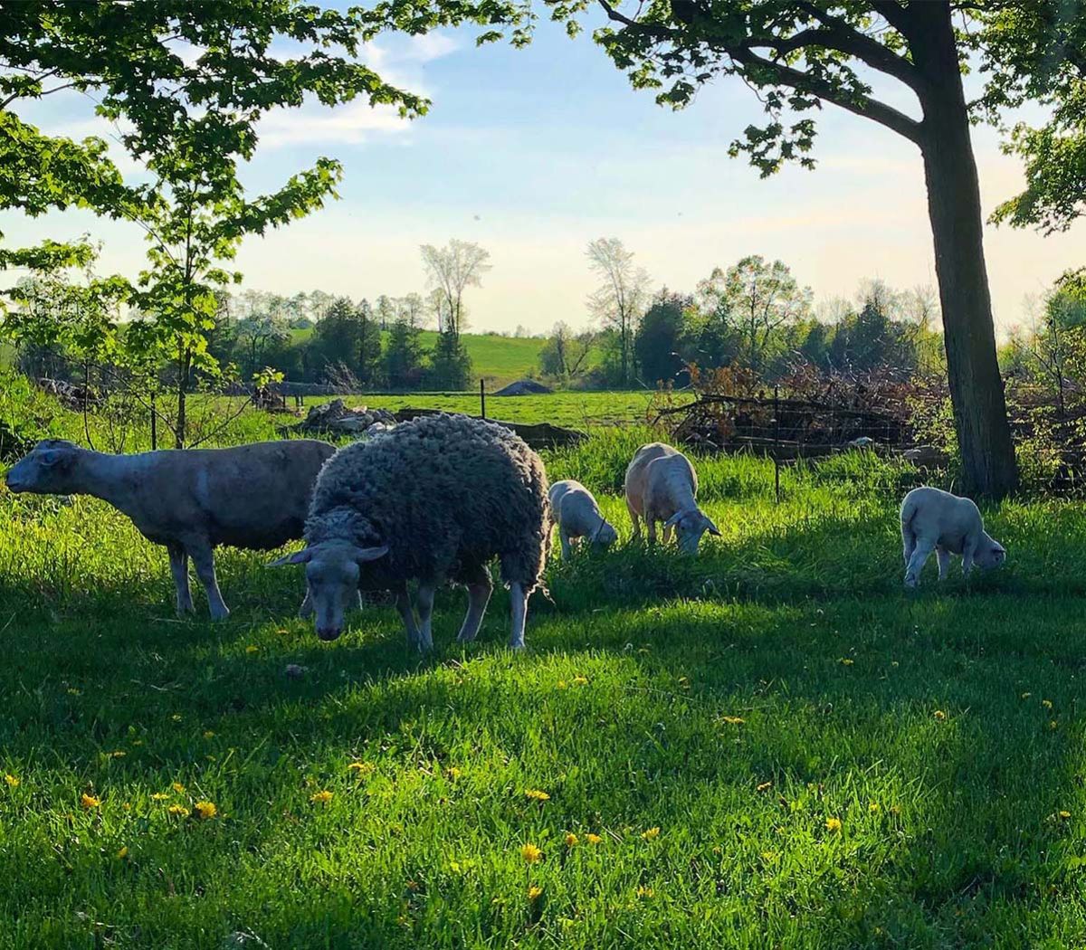 Sheep grazing in a field Alliance Agri-Turf Farm Retail