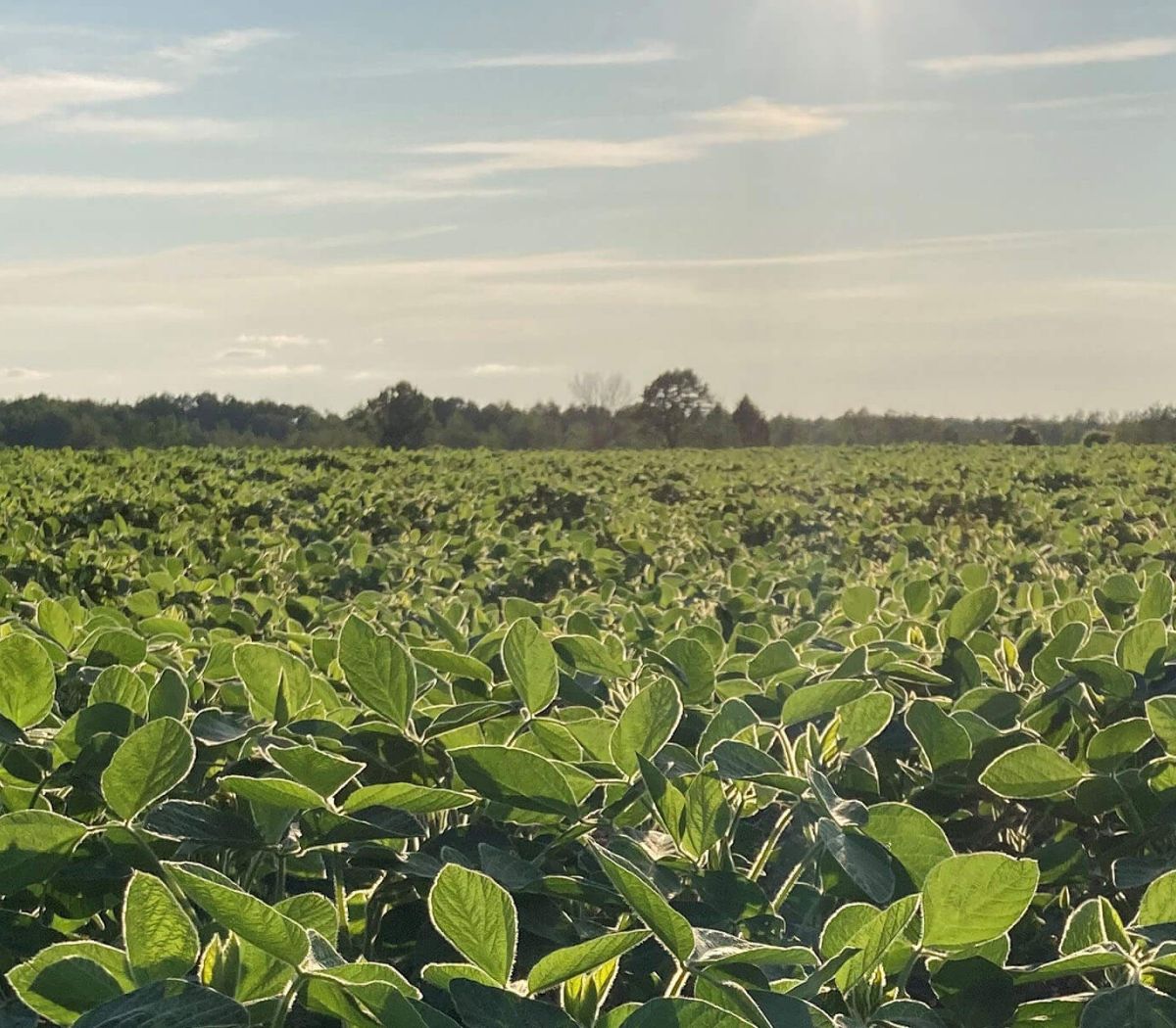 Alliance Agri-Turf Resources photo of crop and sunset