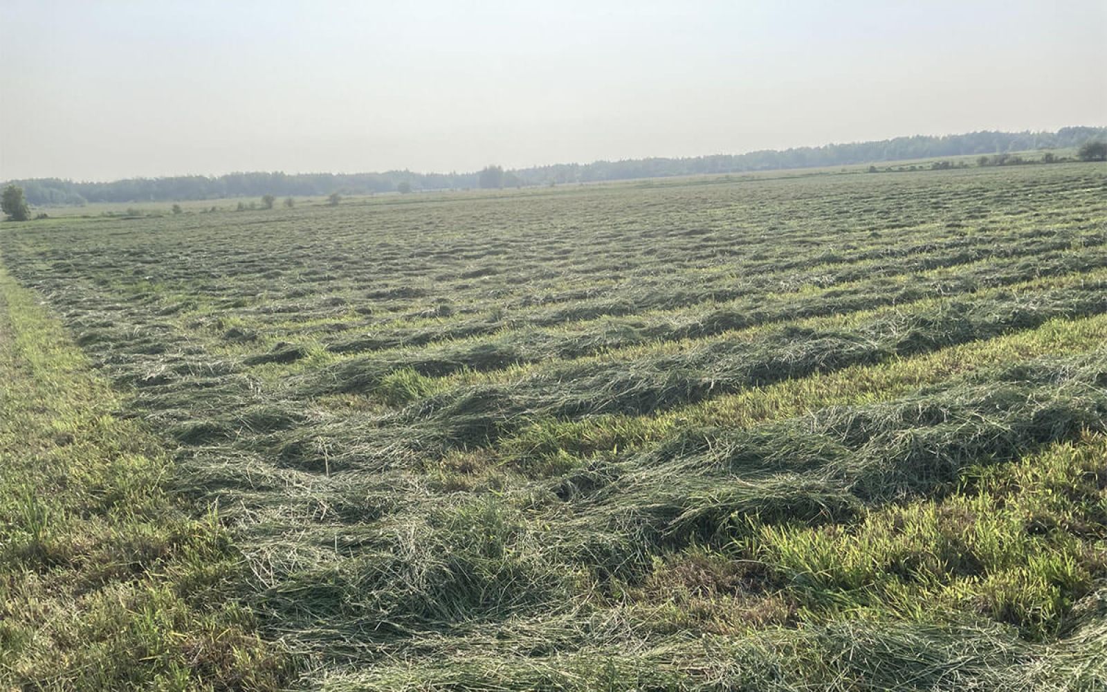 Photo of Alliance Agri-Turf turf and grass with blue skies in the background Alliance Agri-Turf Grass Seed