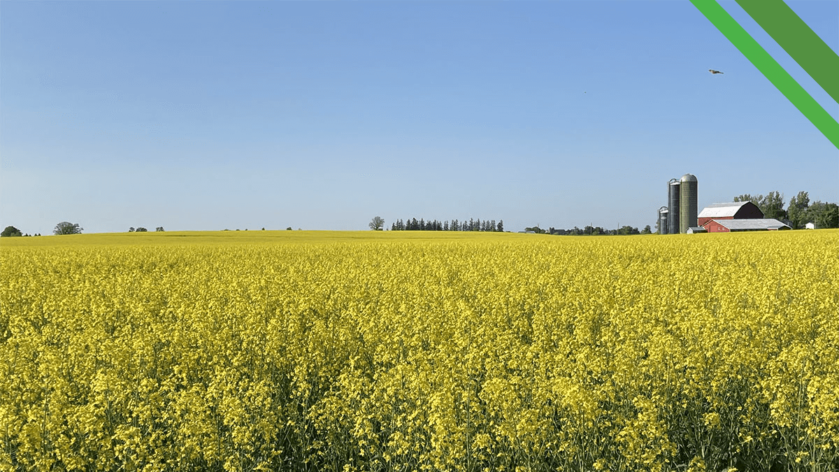 Alliance Agri-Turf crop of flowers and blue skies