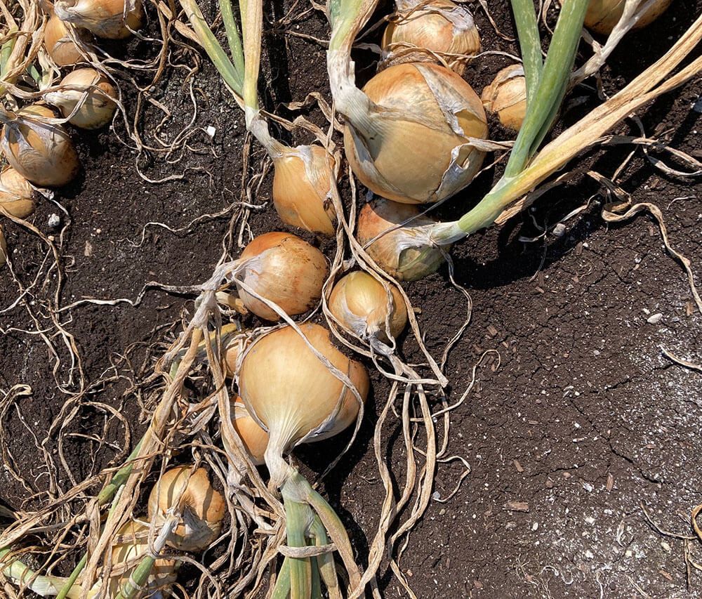 Alliance Agri-Turf photo of onion crop