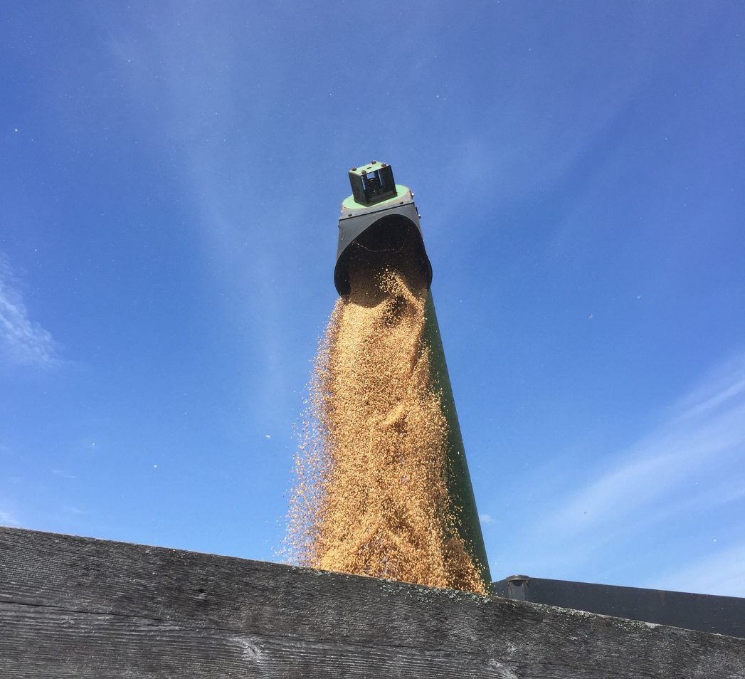 Allinace Agri-Turf feeding grain