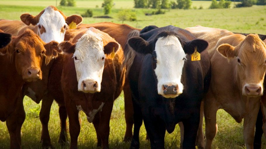 Alliance Agri-Turf cattle at farm