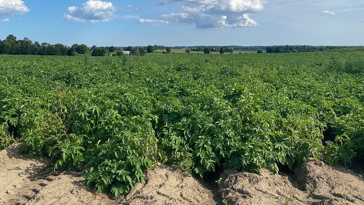 Alliance Agri-Turf cropland plant tissue sampling
