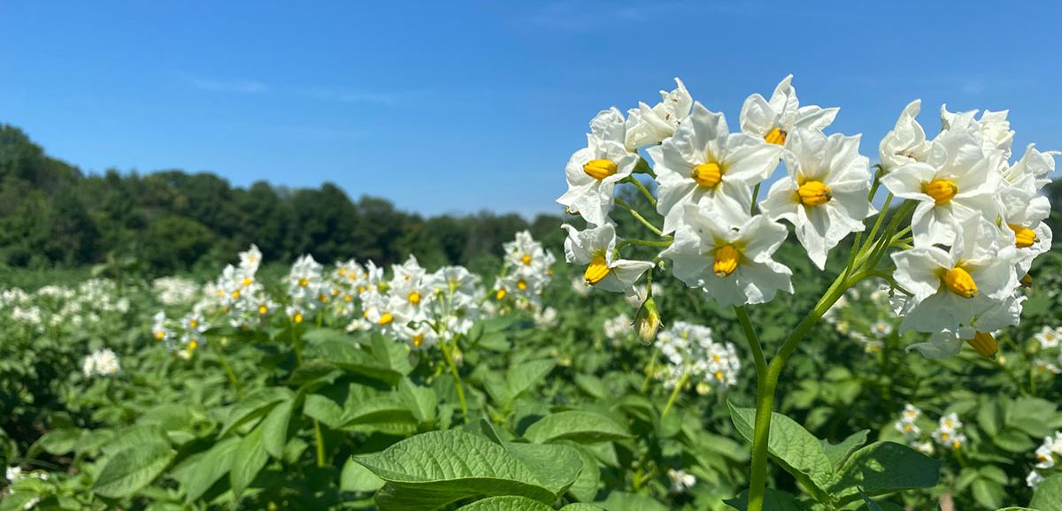 Alliance Agri-Turf crop and blue skies