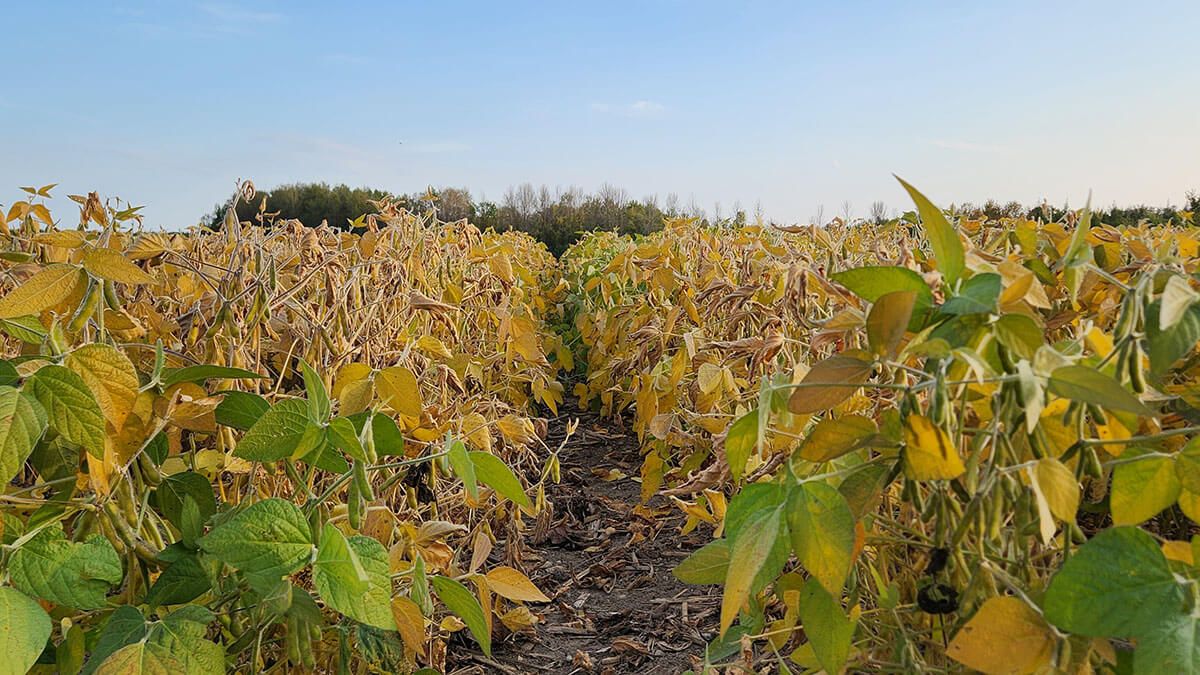 Close up of yellowing bean plants