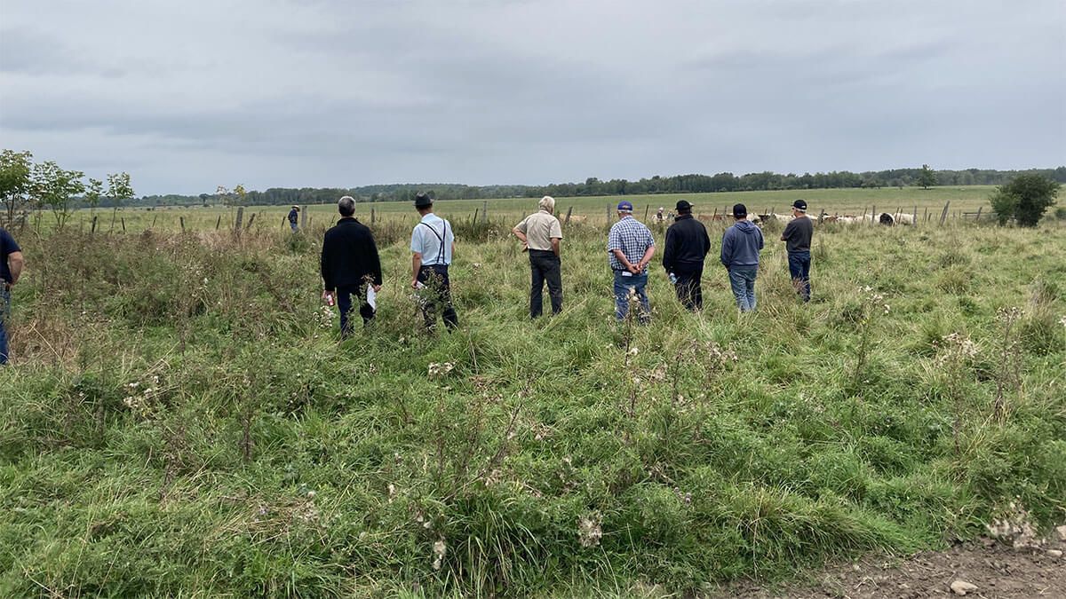 A group of people look at the herd of cattle