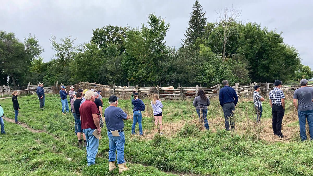 Close up of crowd of people watching cows