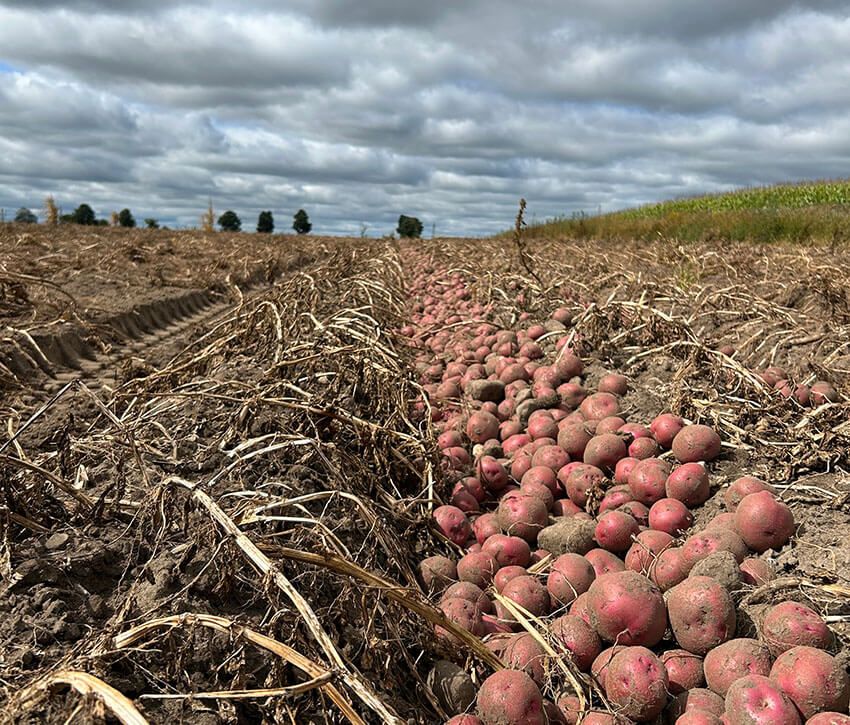 Alliance Agri-Turf photo of potato crop