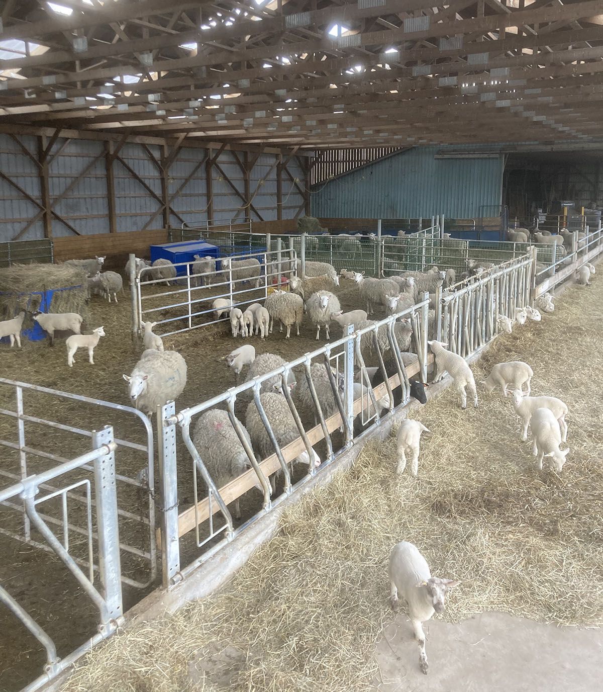 Alliance Agri-Turf farm sheep in large barn area
