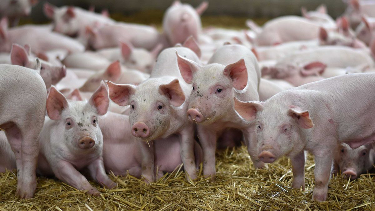Alliance Agri-Turf pigs at farm