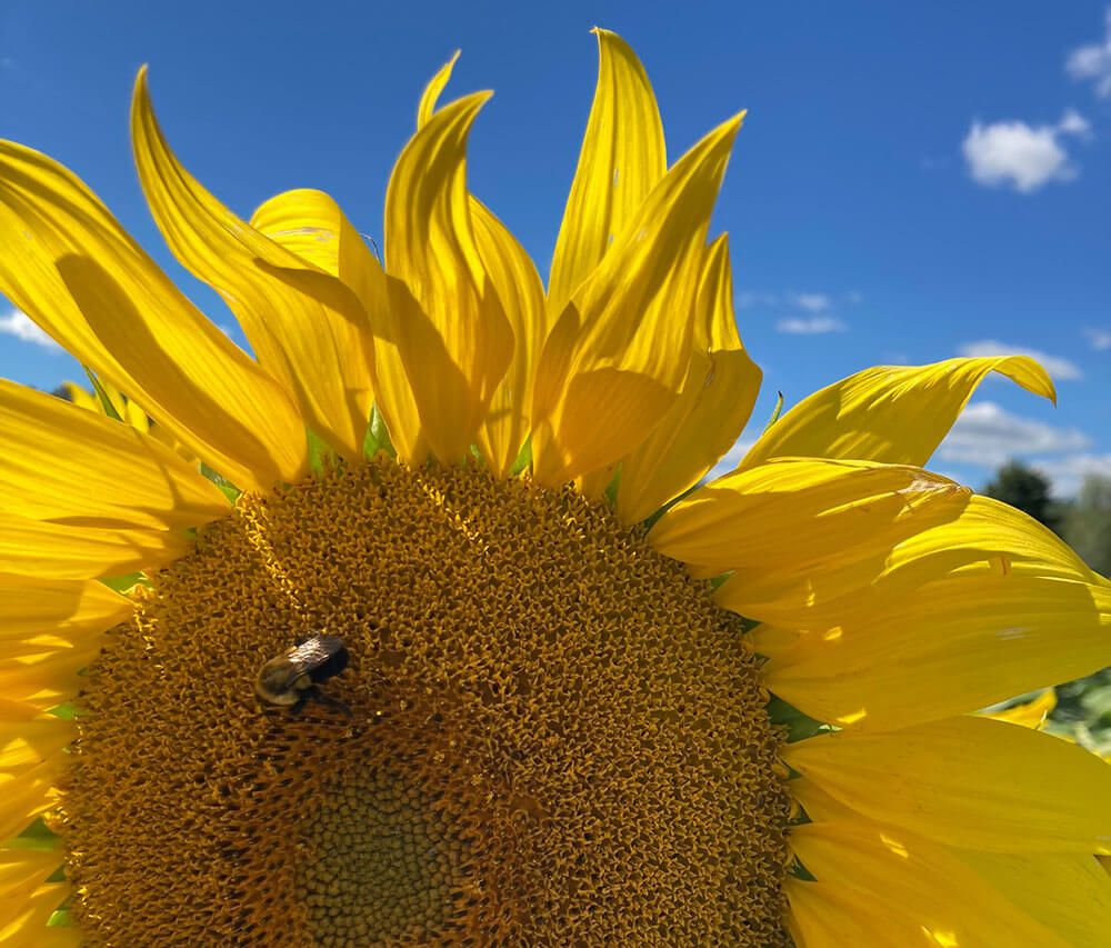 Alliance Agri-Turf photo of sunflower and bee