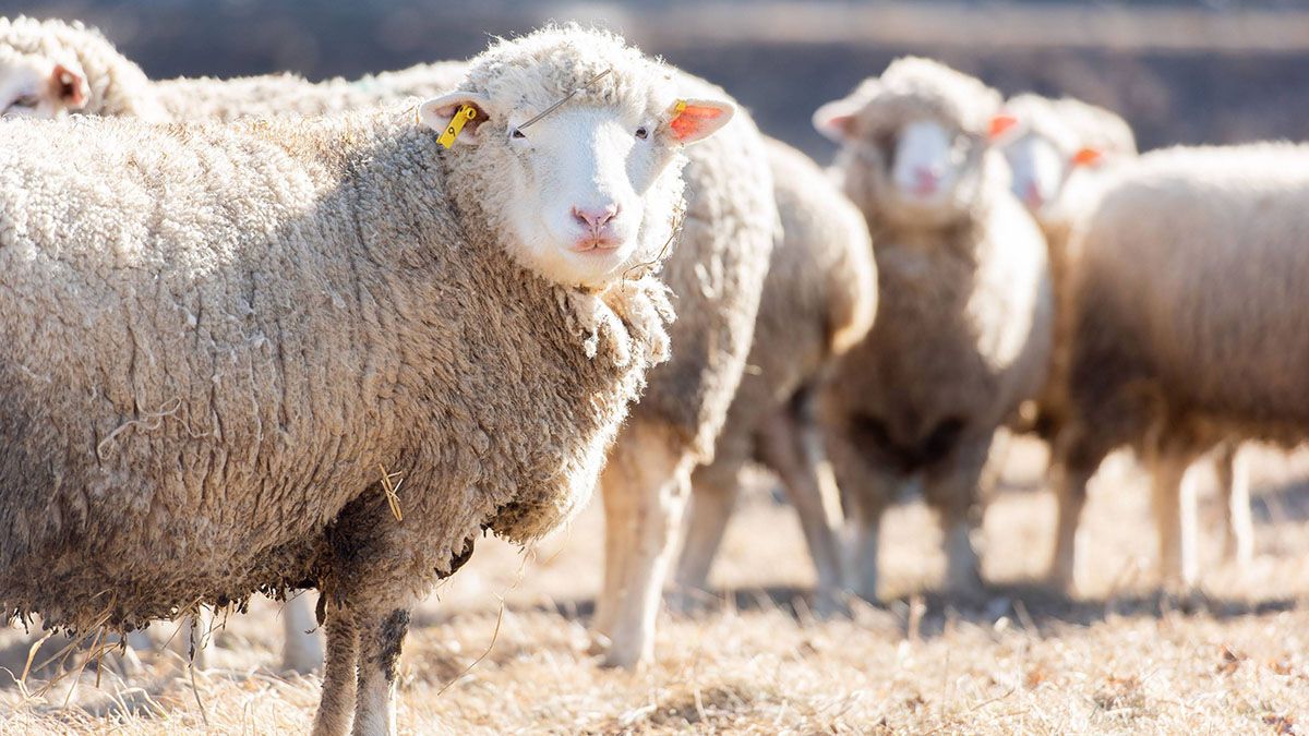 Alliance Agri-Turf sheep at farm
