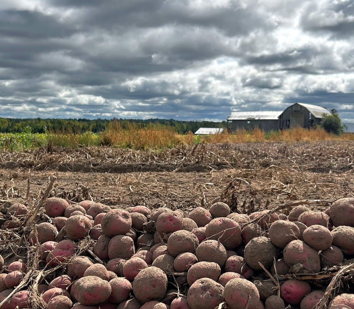 Alliance Agri-Turf Horticulture photo of potato crops and blue skies