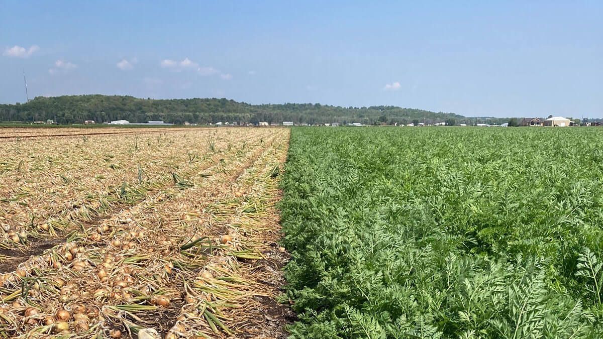 Alliance Agri-Turf ph Soil Amendments photo of crop