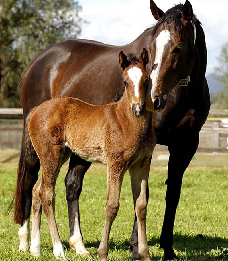 Alliance Agri-Turf farm horses 