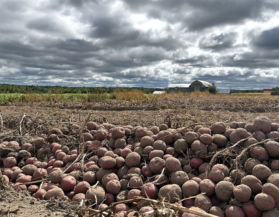 Photo of Alliance Agri-Turf's horticultural crop of potatoes Alliance Agri-Turf Horticulture