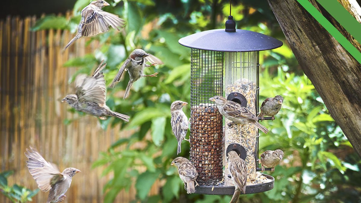 Alliance Agri-Turf bird seed photo of birds in feeder feeding