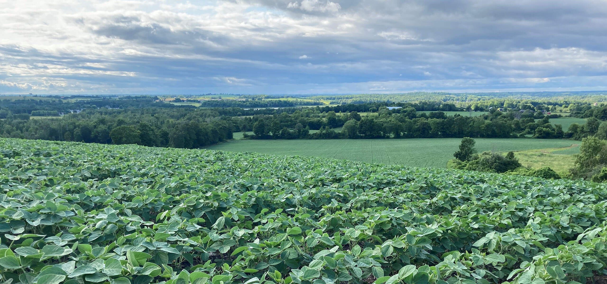 Alliance Agri-Turf cropland and blue skies