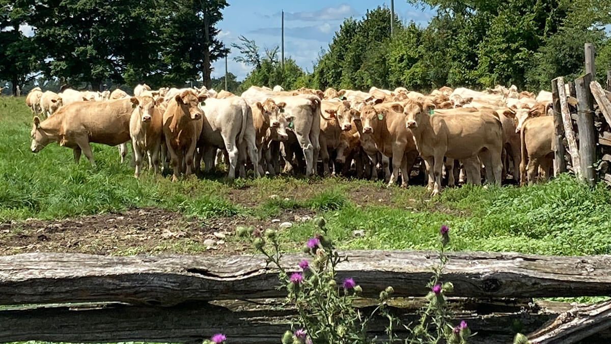 Alliance Agri-Turf livestock at farm