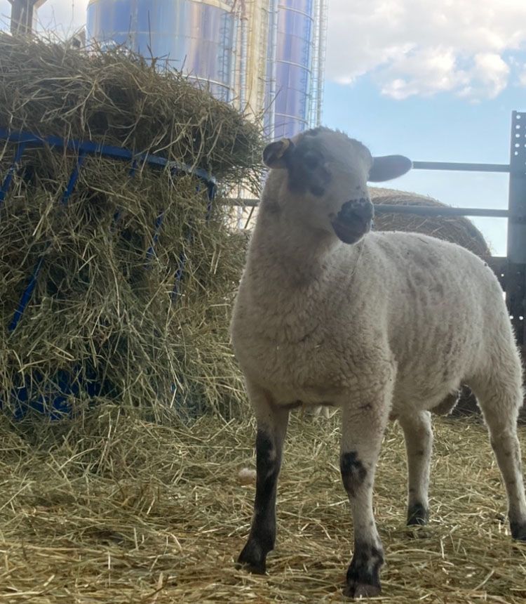 Alliance Agri-Turf farm sheep in barn