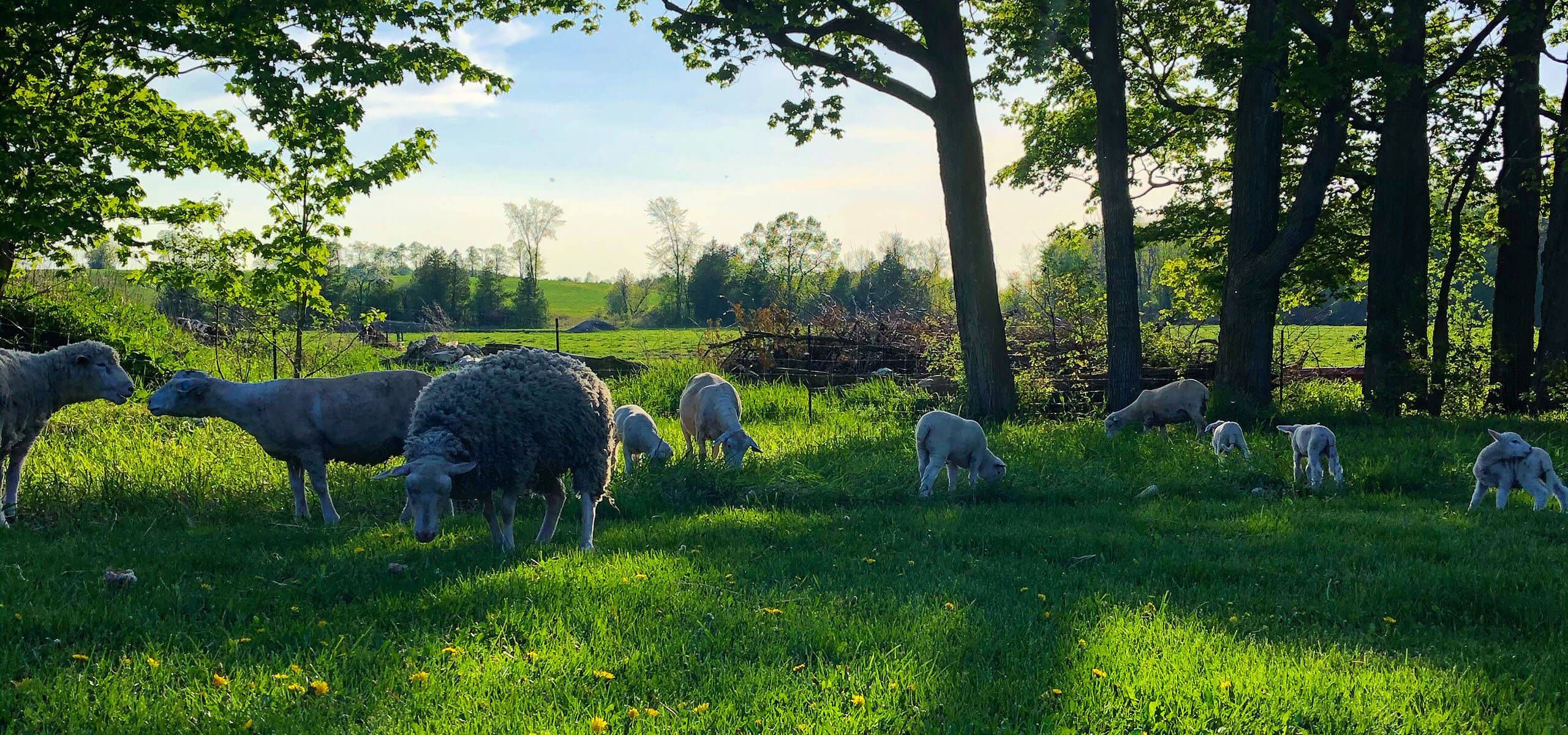 Alliance Agri-Turf farm retail photo farm sheep grazing