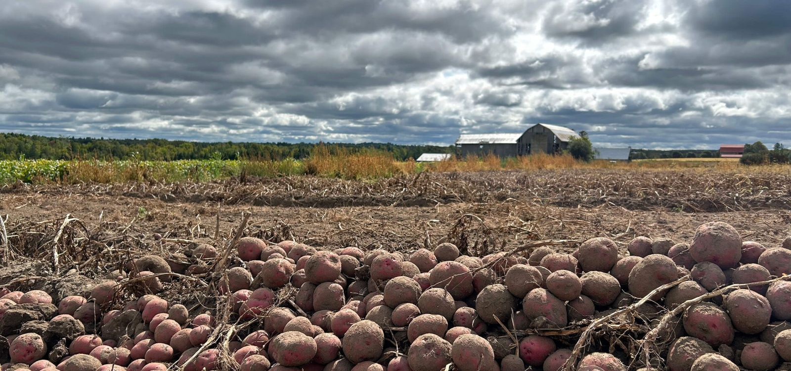 Alliance Agri-Turf Horticulture photo of potato crops and blue skies