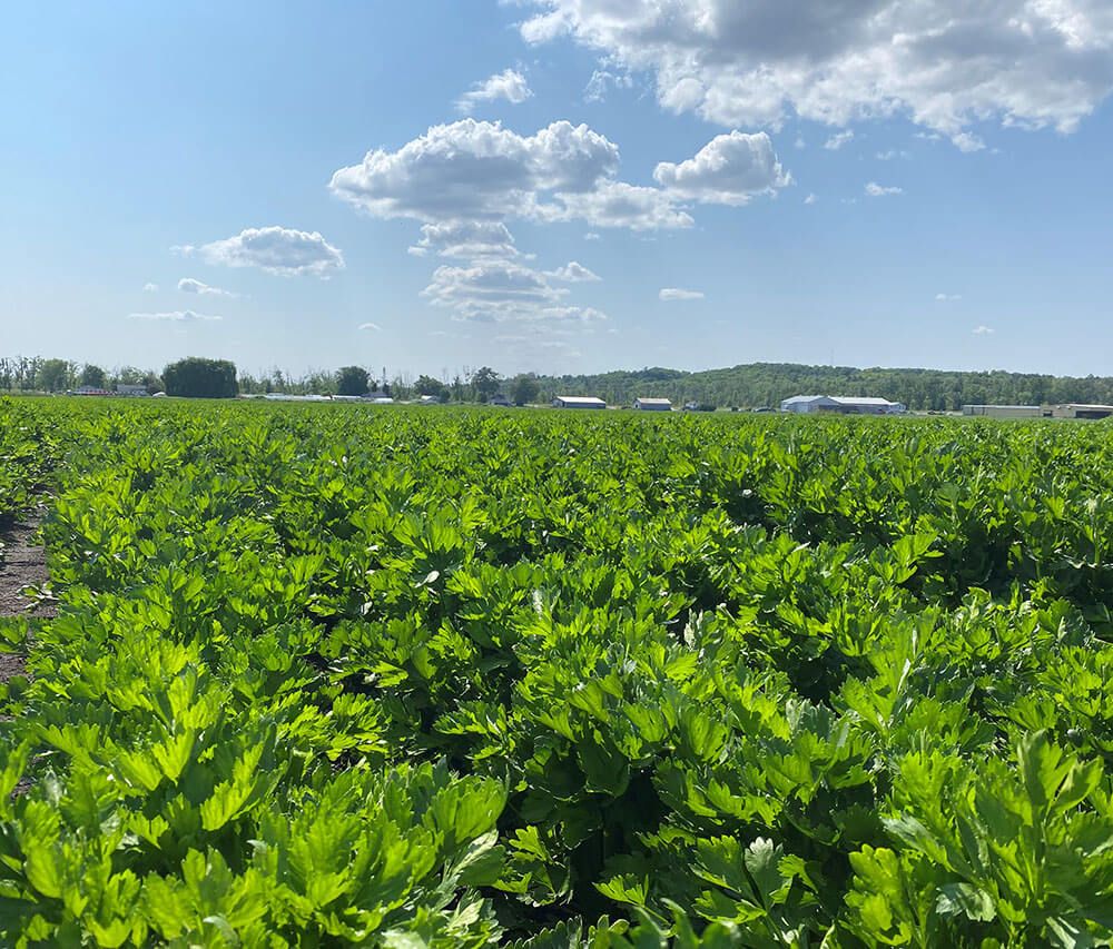 Alliance Agri-Turf photo of crop