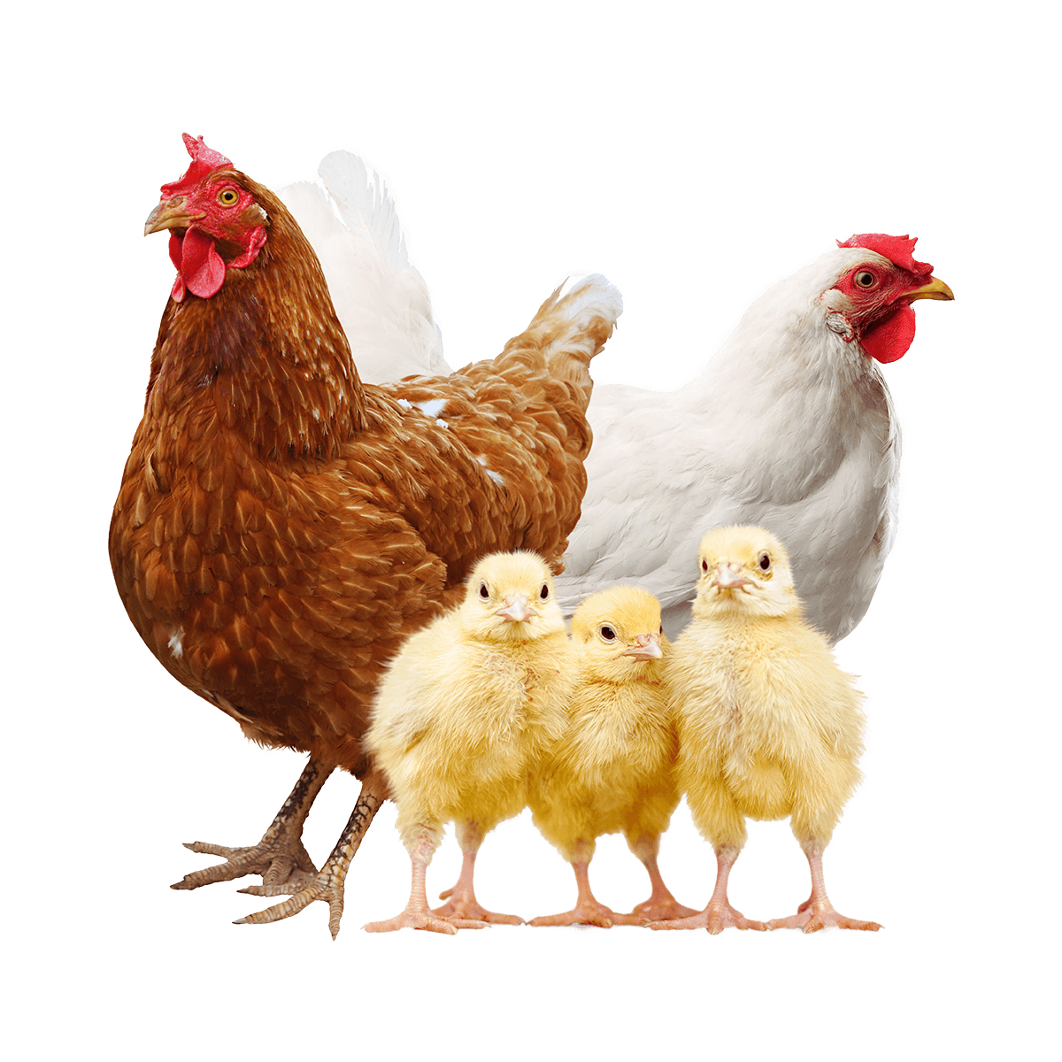 Alliance Agri-Turf chickens and hens