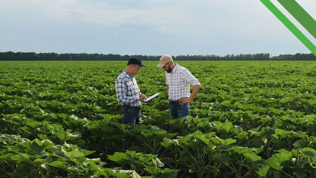 Alliance Agri-Turf Data Management photo of crop
