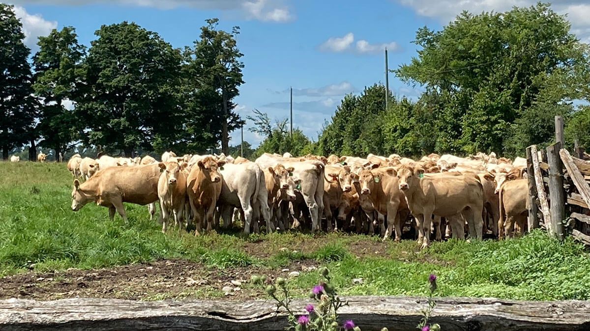 A herd of cattle