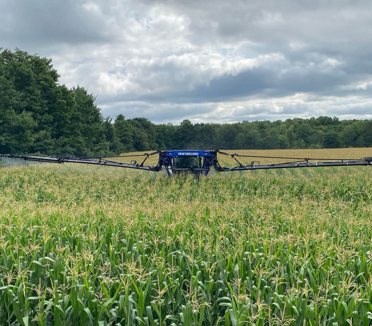 Alliance Agri-Turf harvesting corn with machinery