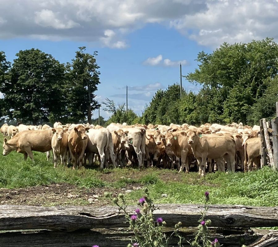 Image of cattle in feeding in field with blue sky and forest in the background Alliance Agri-Turf Farm Retail