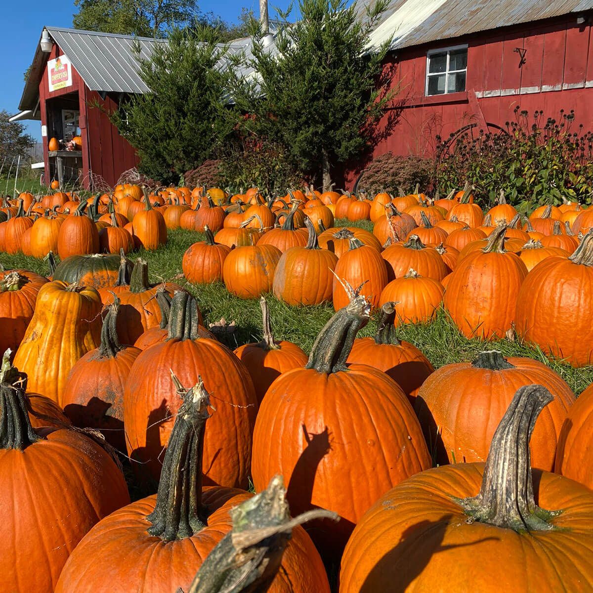 Alliance Agri-Turf pumpkin patch