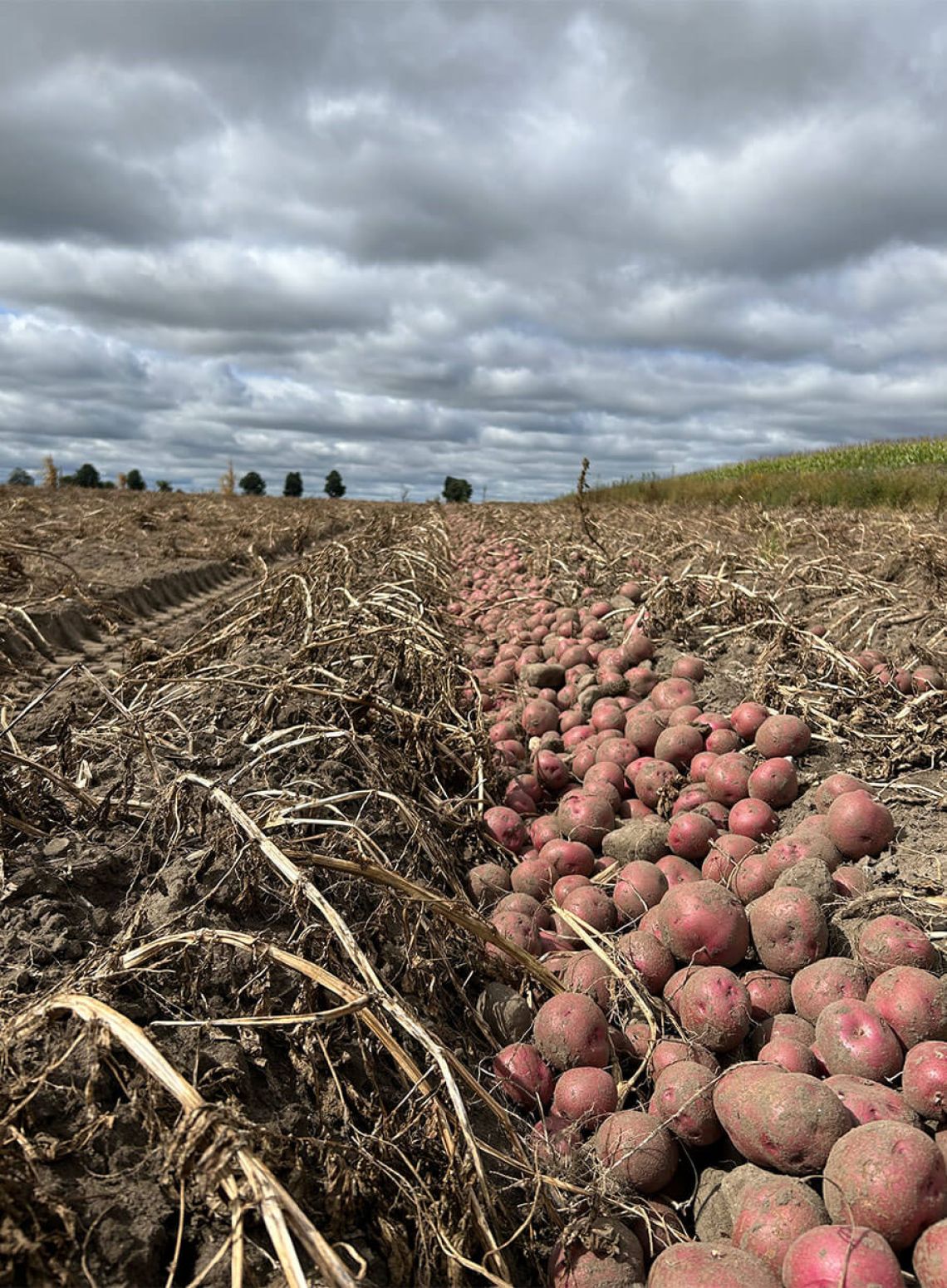 Photo of Alliance Agri-Turf's horticultural crop of potatoes Alliance Agri-Turf Horticulture