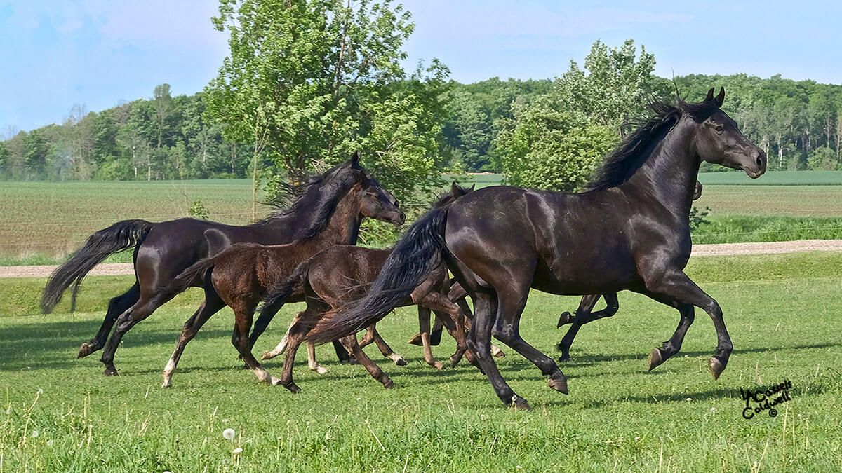 Alliance Agri-Turf horses at farm