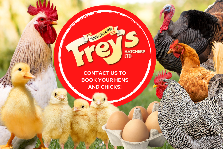 Book your chicks and Hens from Frey's Hatchery
