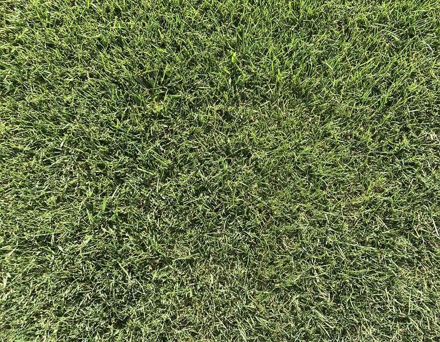 Photo of Alliance Agri-Turf grass lush and green Alliance Agri-Turf Grass Seed