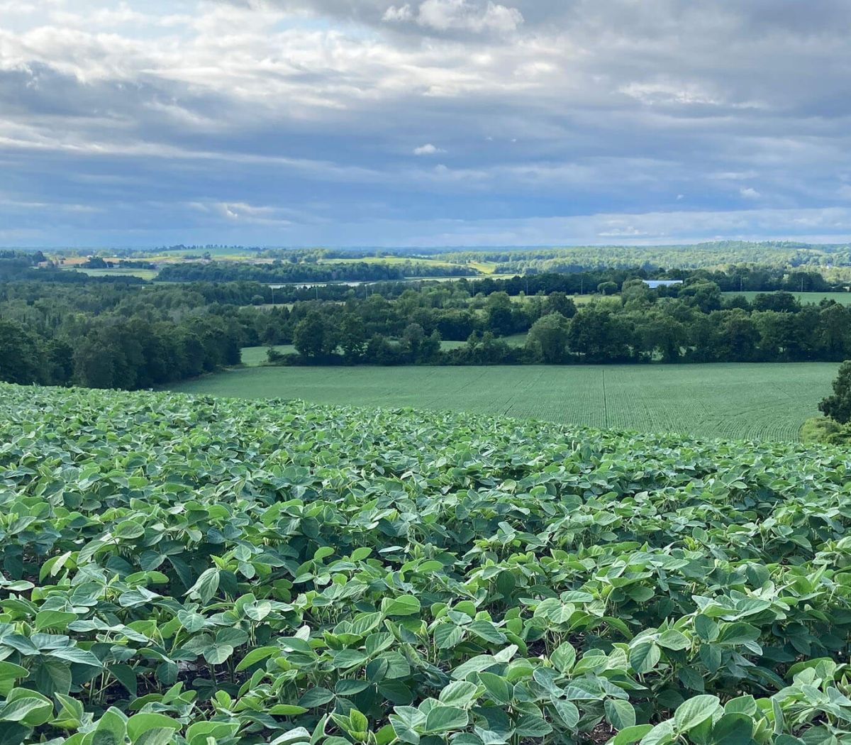 Alliance Agri-Turf cropland and blue skies