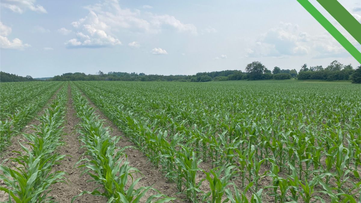 Alliance Agri-Turf seed options photo of crop 