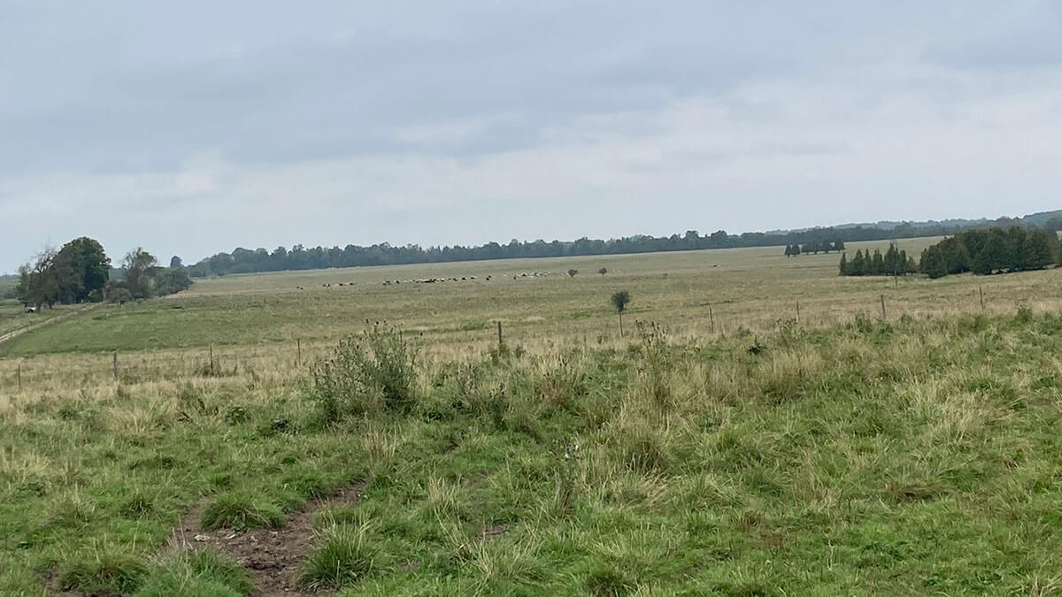 Cattle in the distance on the field