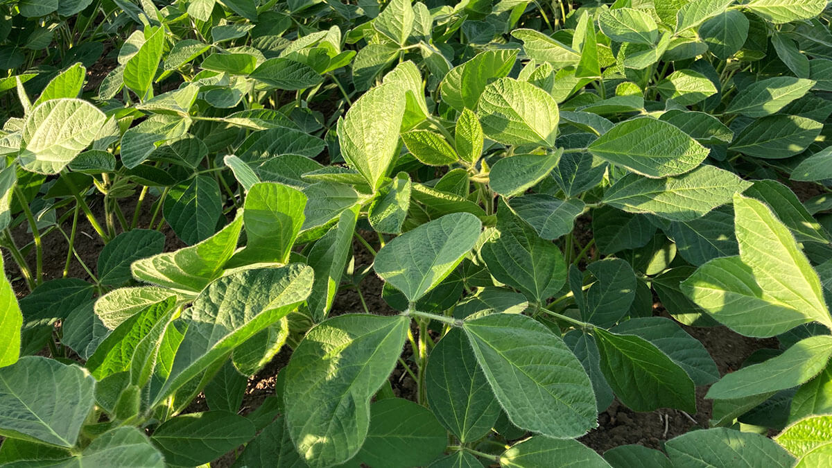Close up of foliage