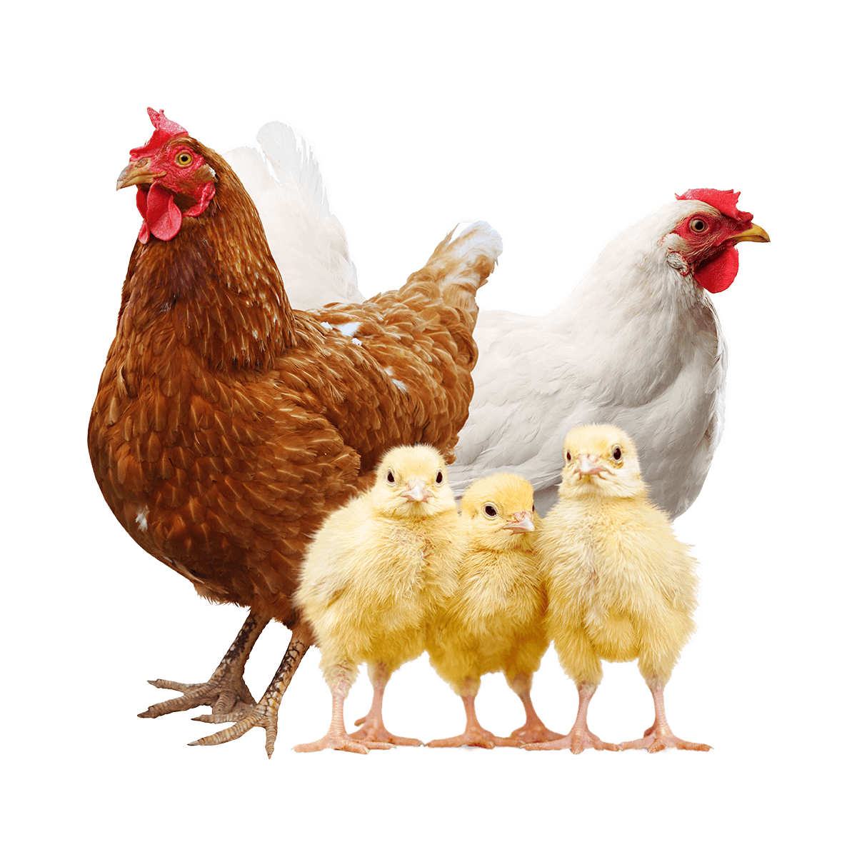 Alliance Agri-Turf chickens and hens